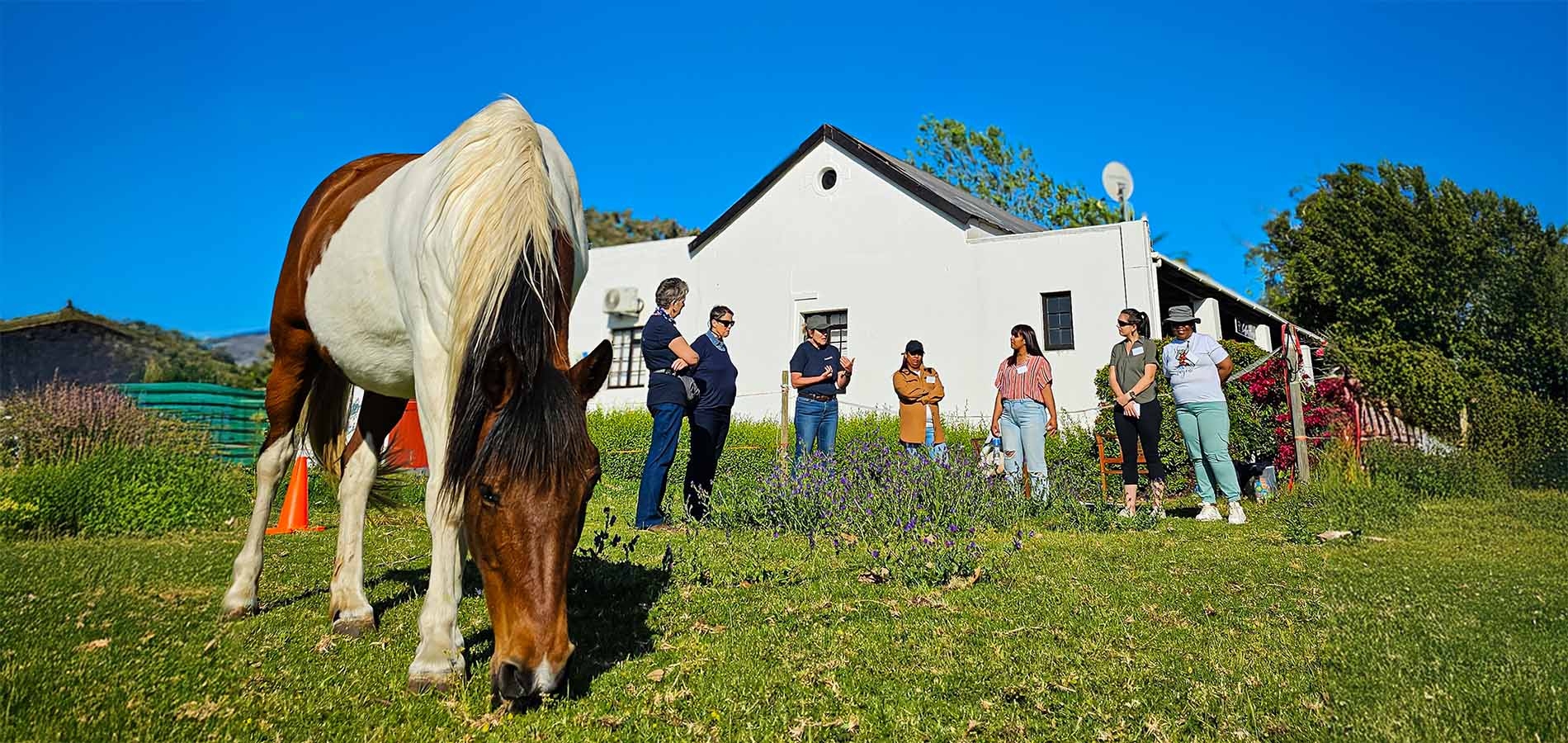 Equine Assisted Counselling